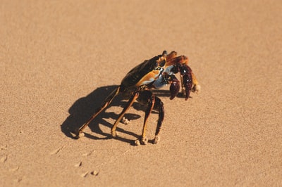 棕色沙滩上的棕色和黑色螃蟹